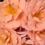 Narančasta - Floribunda ruže - Alison 2000